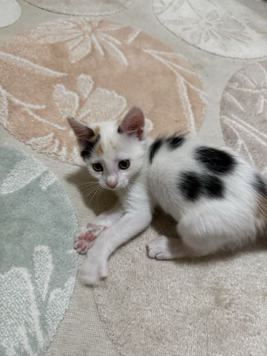 Отдадим котенка в хорошие руки