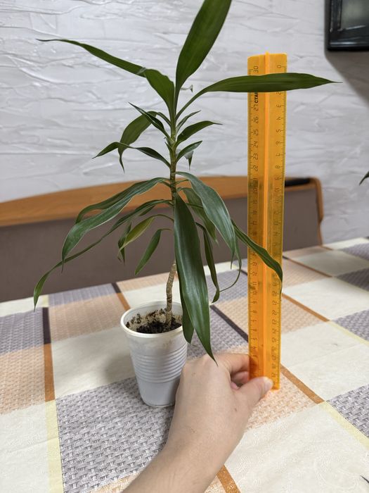 Обмен комнатные цветы, растения