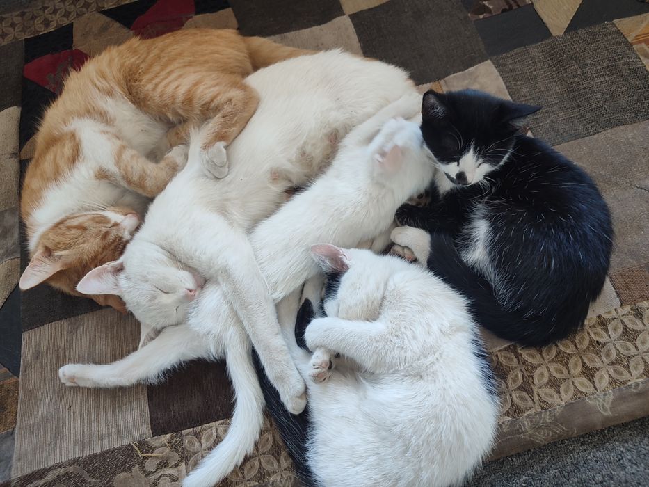 Кошки мальчики бесплатно