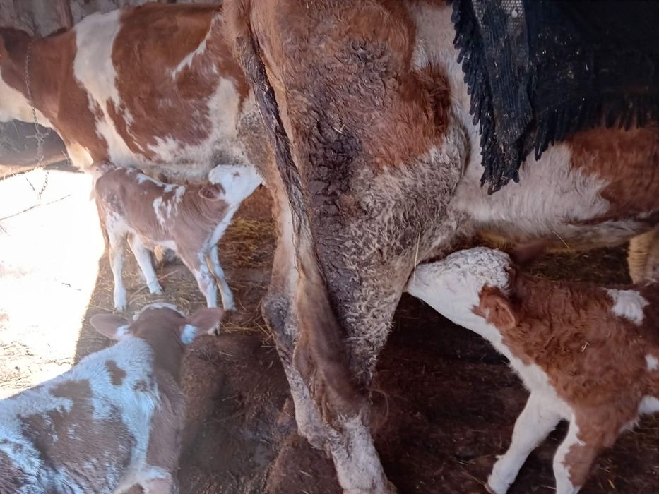 Vând junincă cu vițej