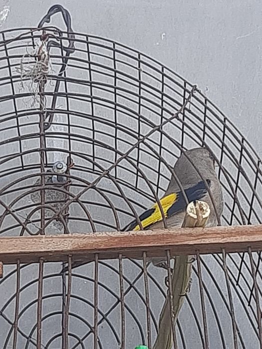 Sava norchi yaxshi va yiri qush