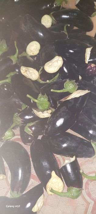 Баклажон сотилади.