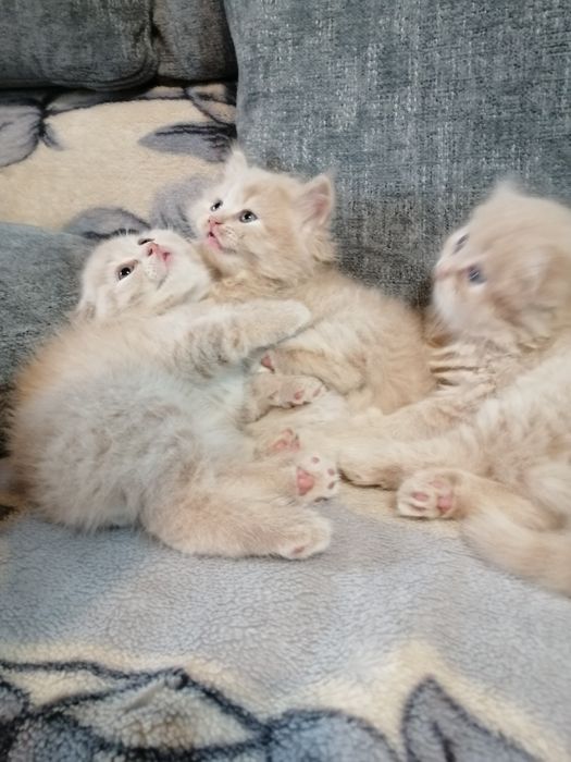 Продаются котята красавчики