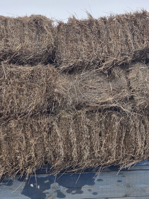 Продам Сено тюкой