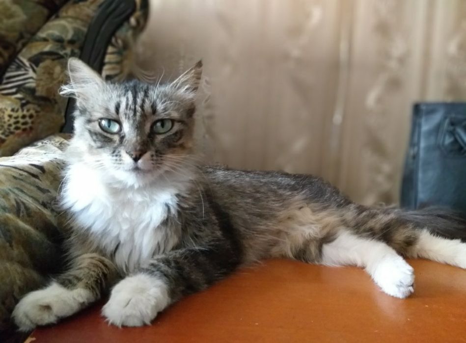 Потерялась кошка