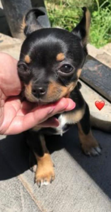 Щеночки той терьер