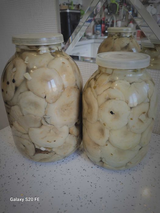 Продам грузди соленые 2025года вкусные