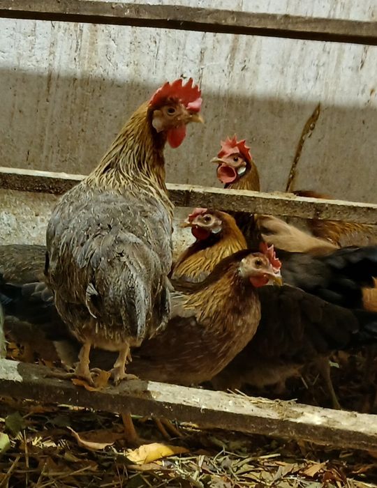 Vând gaini si cocosi de rasa