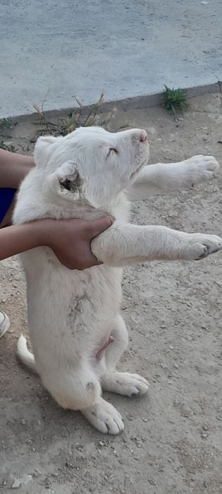 Алабай күшік сао