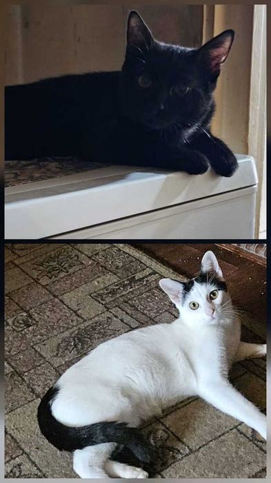 Dau spre adoptie doua pisici sterilizate