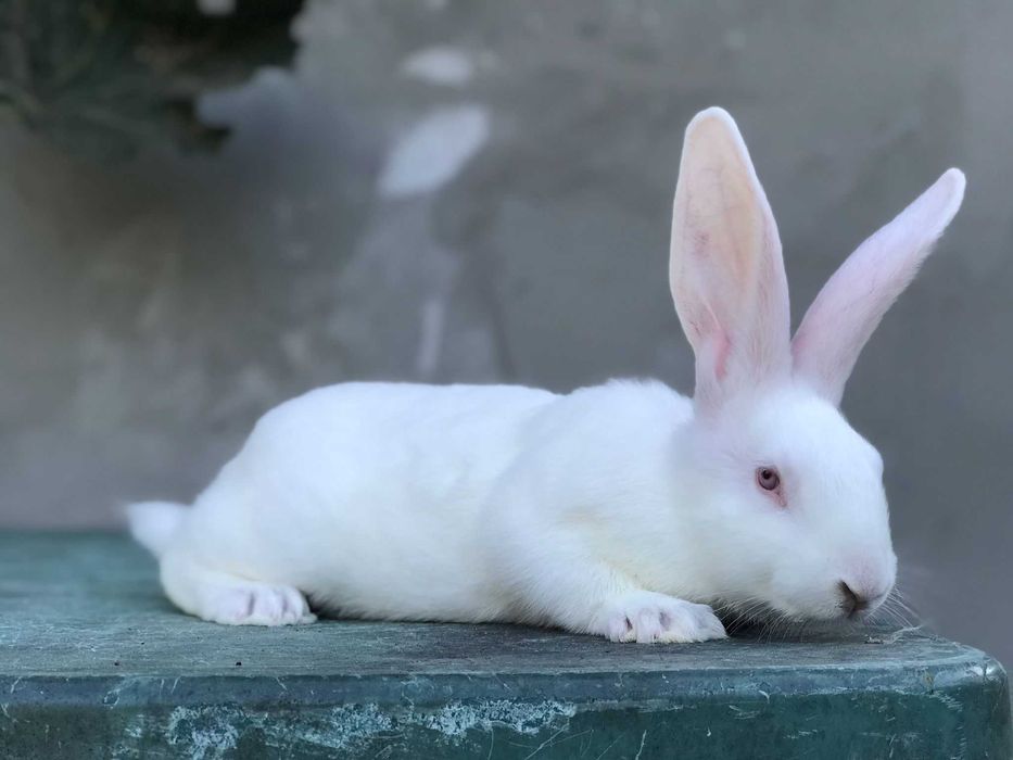 Iepuri Hycole Francez