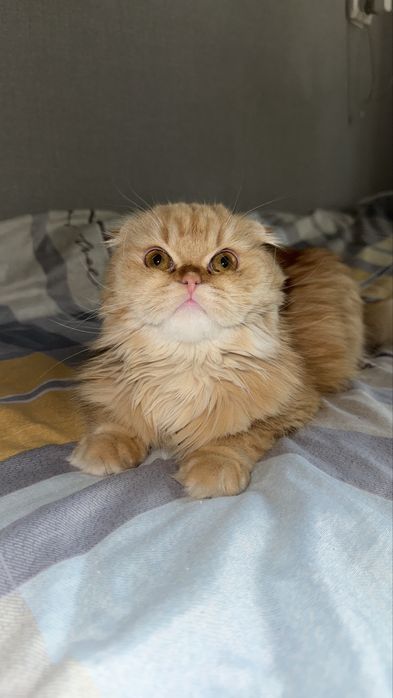 Продаётся Скотиш - Фолд Хайленд