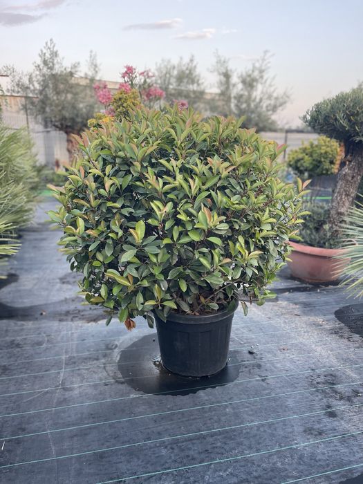 Palmier , Yucca , Maslin, Photinia Evonymus - Plante