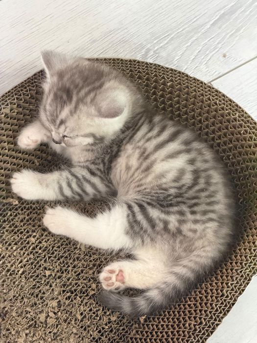 Продается котенок