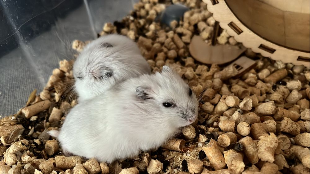 Продам хомяков. Колесо, домик, всё остальное вместе