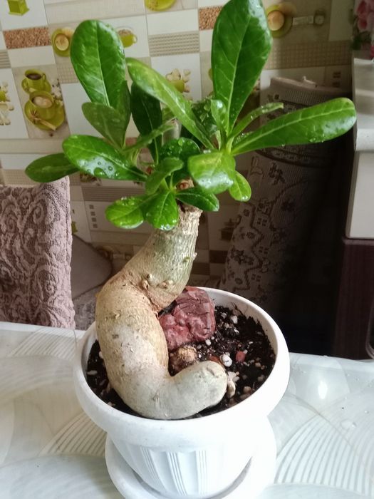 Адениум или роза пустыни