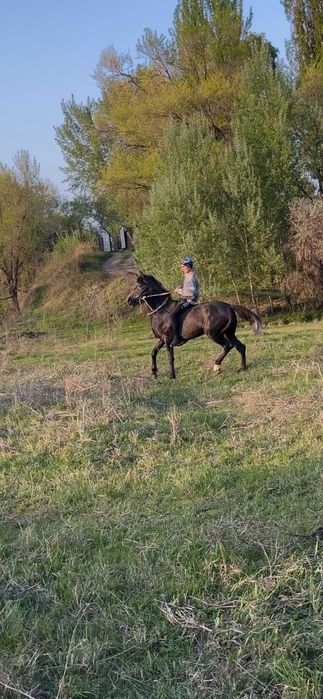 Продам хорошего коня