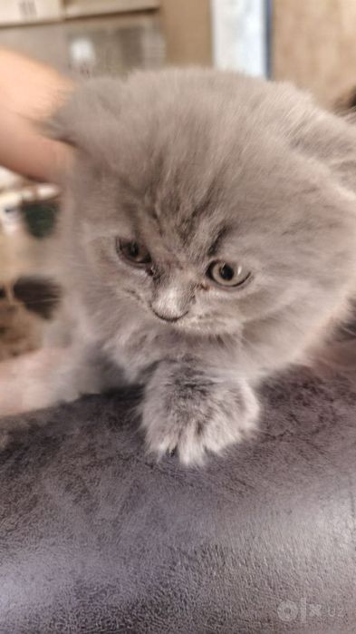 Scottish fold beby митис
