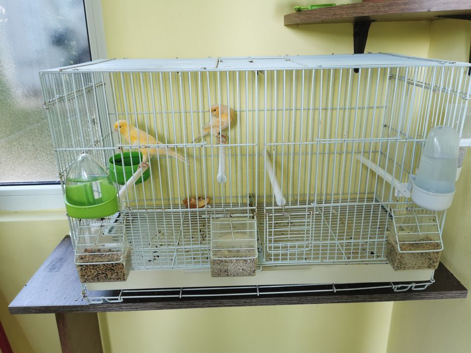 O pereche canari galbeni cu colivie