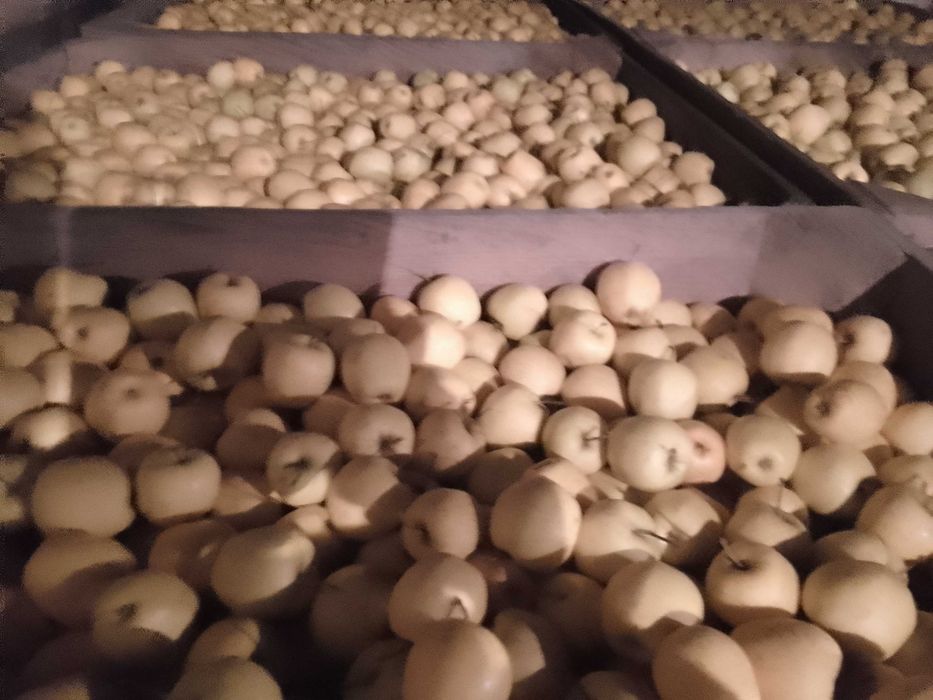 Vând, mere golden !