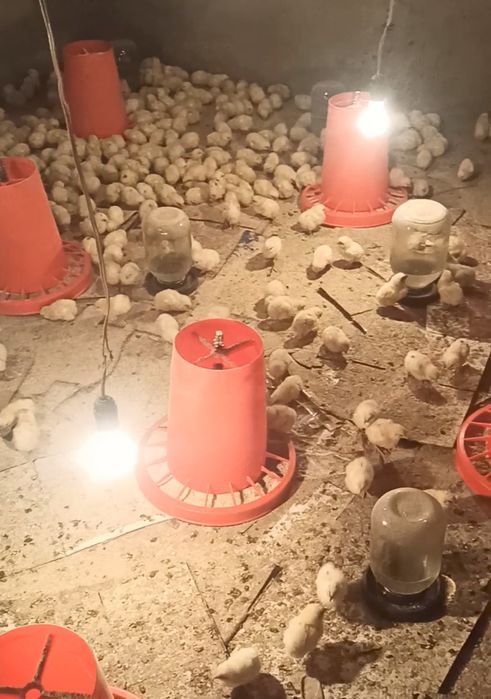 Nesushka juja несушка жужа