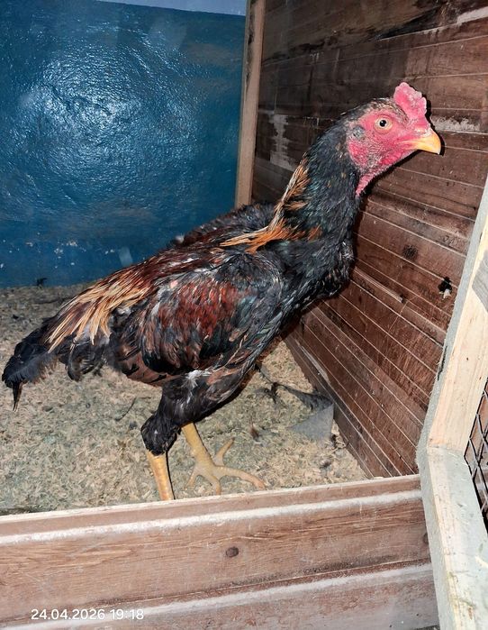 Продам бойцового цыпленка,Срочно!