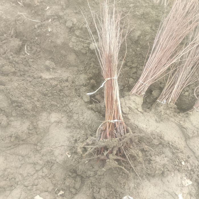 Gizilla payvandtaglar sotuvda mavjud