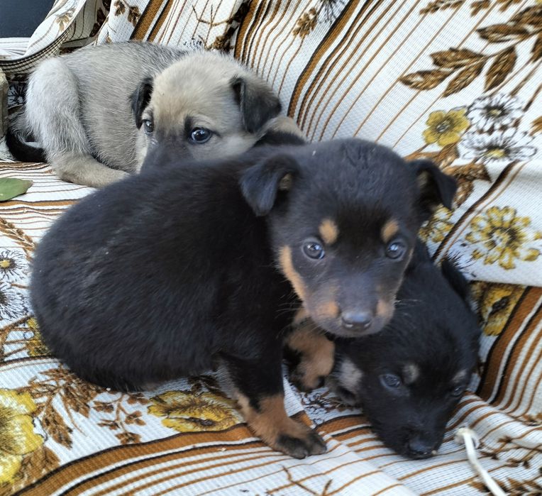 Щенки девочки бесплатно