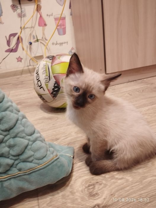 Отдам котёнка, веселая игривая девченка!