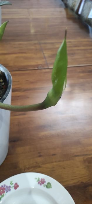 Замиокулькос цветущий