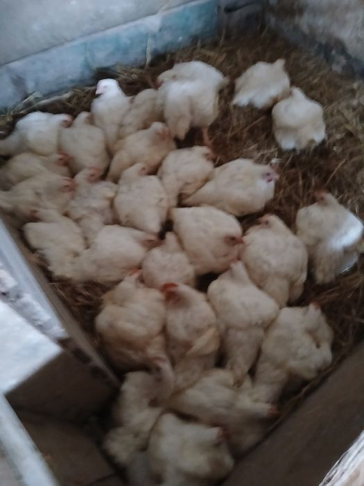 De vânzare.  Pui de carne.