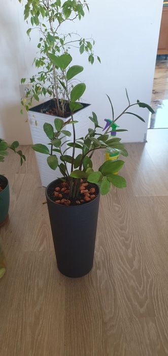 Фикус и денежное дерево