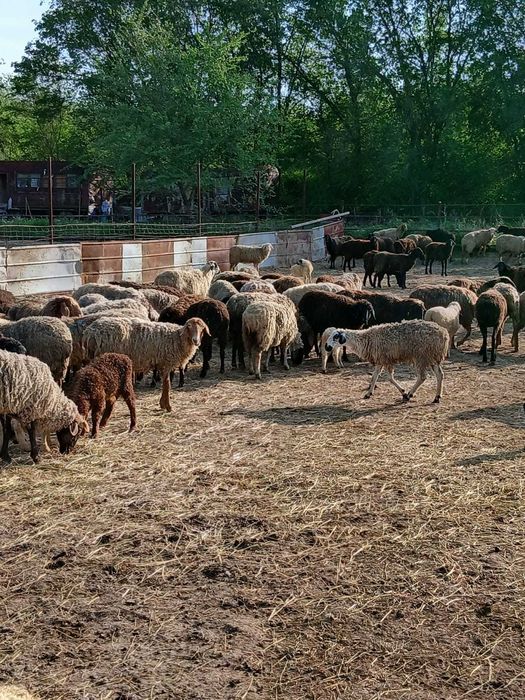 Овцематки с ягнятами
