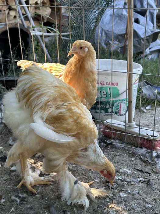 Cocosi brahma potarnichiu si lemon