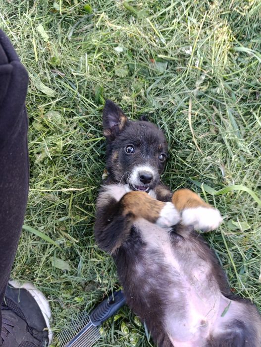 Ofer spre adoptie 3 pui de catei