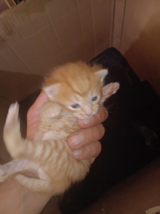 Веслоухие котята