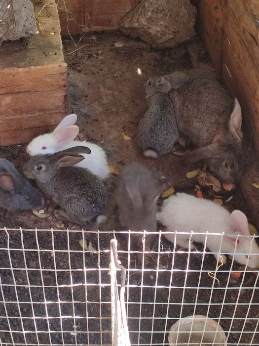 Кролики 2 месяц 2500 т