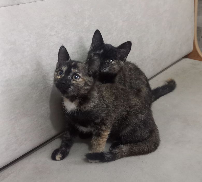 Отдам котят в добрые руки