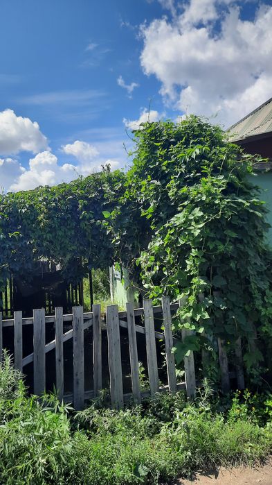 Хорошая, экологическая  дача