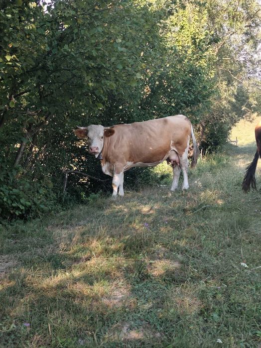 Vaca și mânză de vânzare!