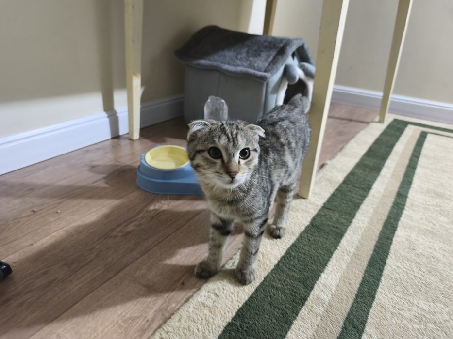 Мысық ақылды. Кошка Шотландский