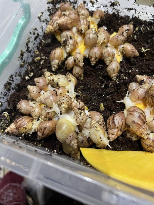 Ulitkala ideal aktiv svejiy yengiii iwlatilmagan