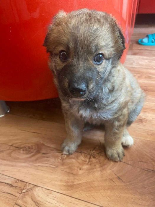 Щенку нужен дом!