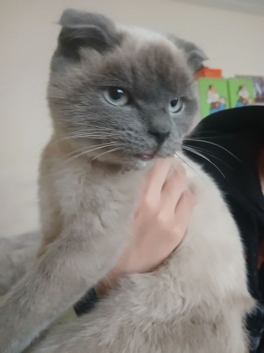 Mushuk Scottish Fold