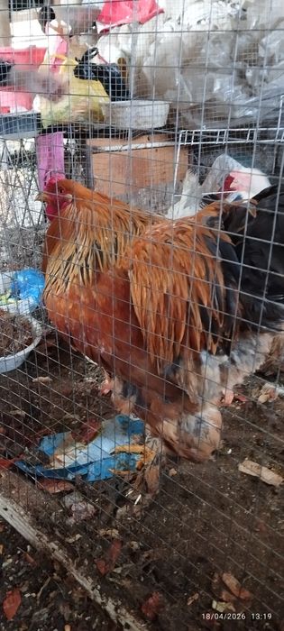 Brama tovuq xoʻrozla