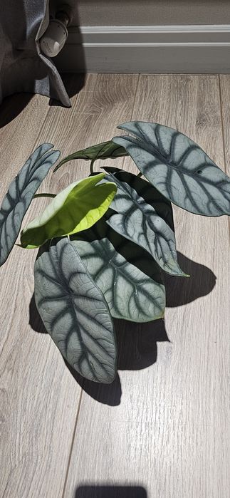 Алоказия Сильвер Дракон