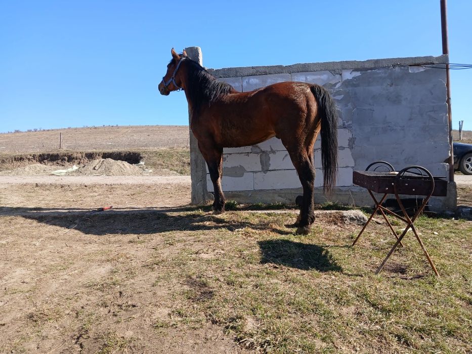 De vânzare harmasar