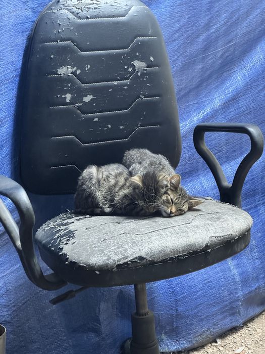 отдам котят, девочки
