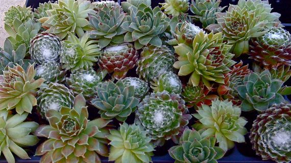Градински цветя Сукуленти