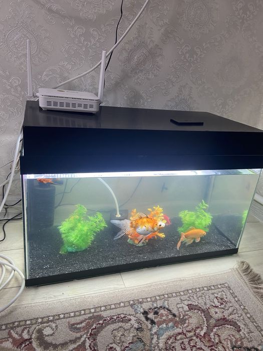 Акврюм для рыбаа